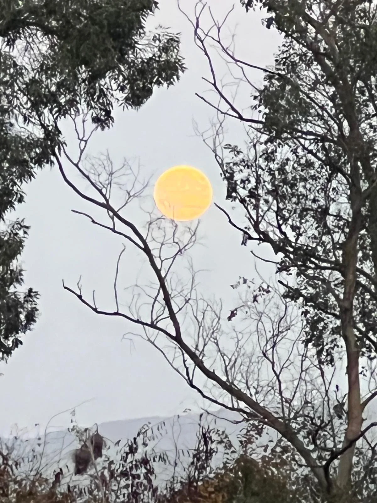 WhatsApp Image 2024-10-29 at 16.21.14.jpeg