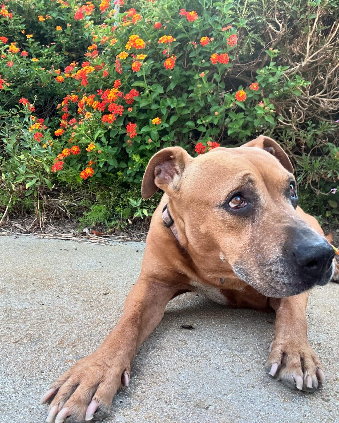 Whitney is one of the sweetest dogs I&rsquo;ve ever had the pleasure of working with. You can tell she&rsquo;s been through it, but just has the gentlest soul

Whitney came to me for one specific issue - crate anxiety. She had to be crated because wh
