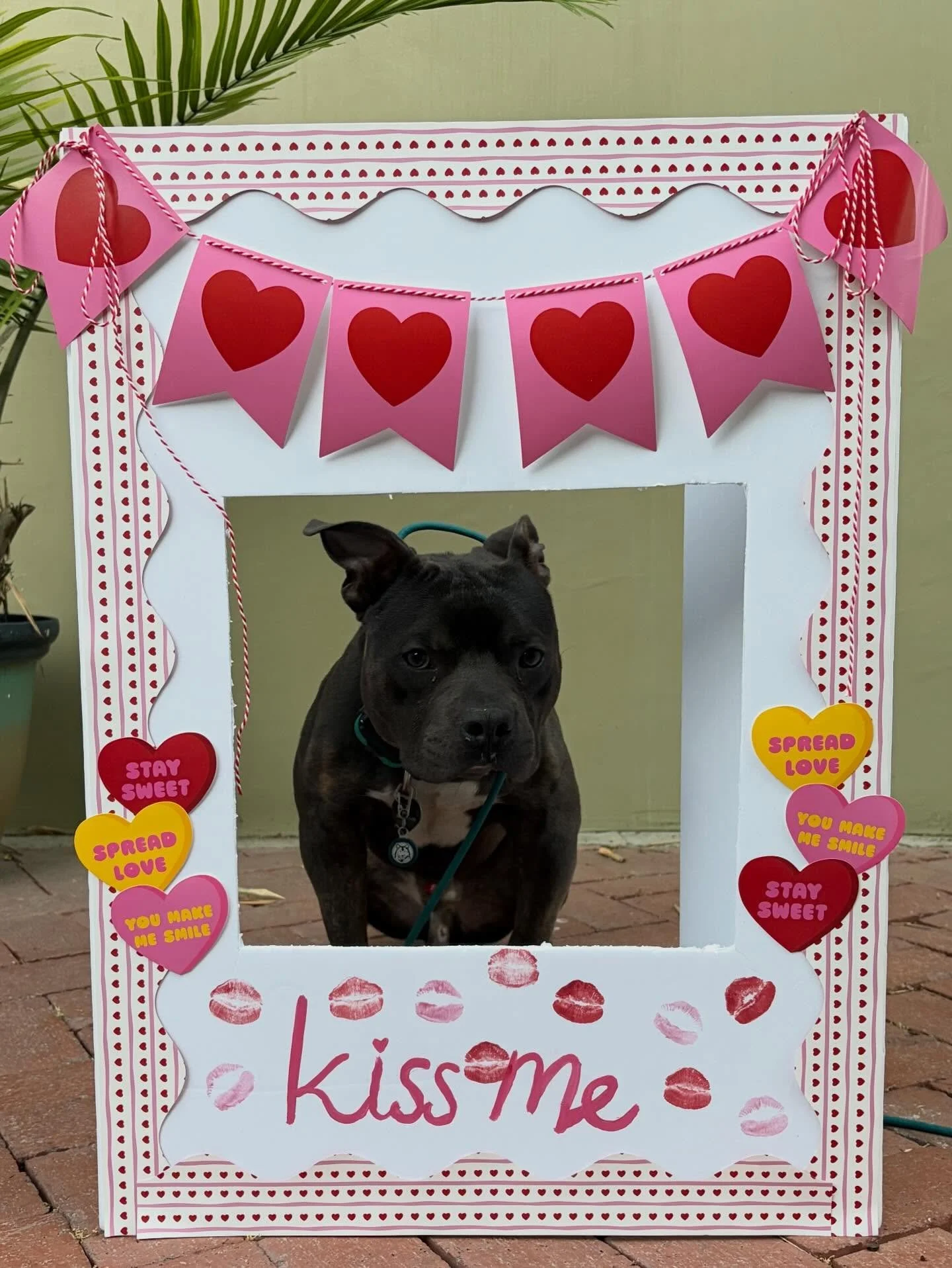 Valentines kissing booth ft Makai who is doing amazing on his adoption trial 💞