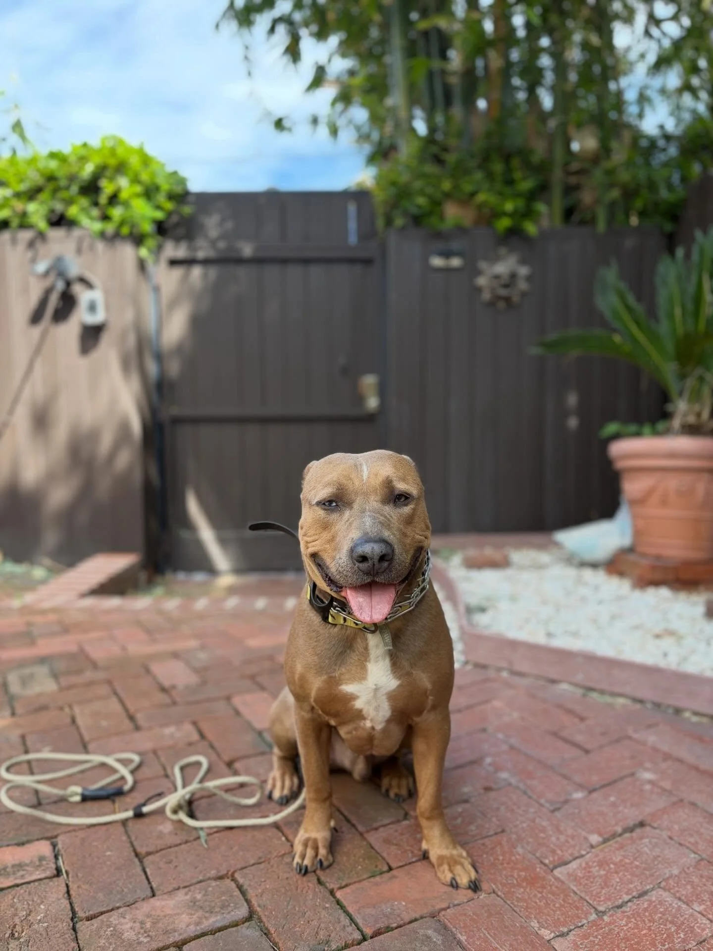 Taco has come such a long way in his 2 weeks with me! He is a nervy boy and he needs a lot of structure to maintain his training, but he is walking so well on a leash and holding his commands from far away. He is great with dogs, can be a little sket