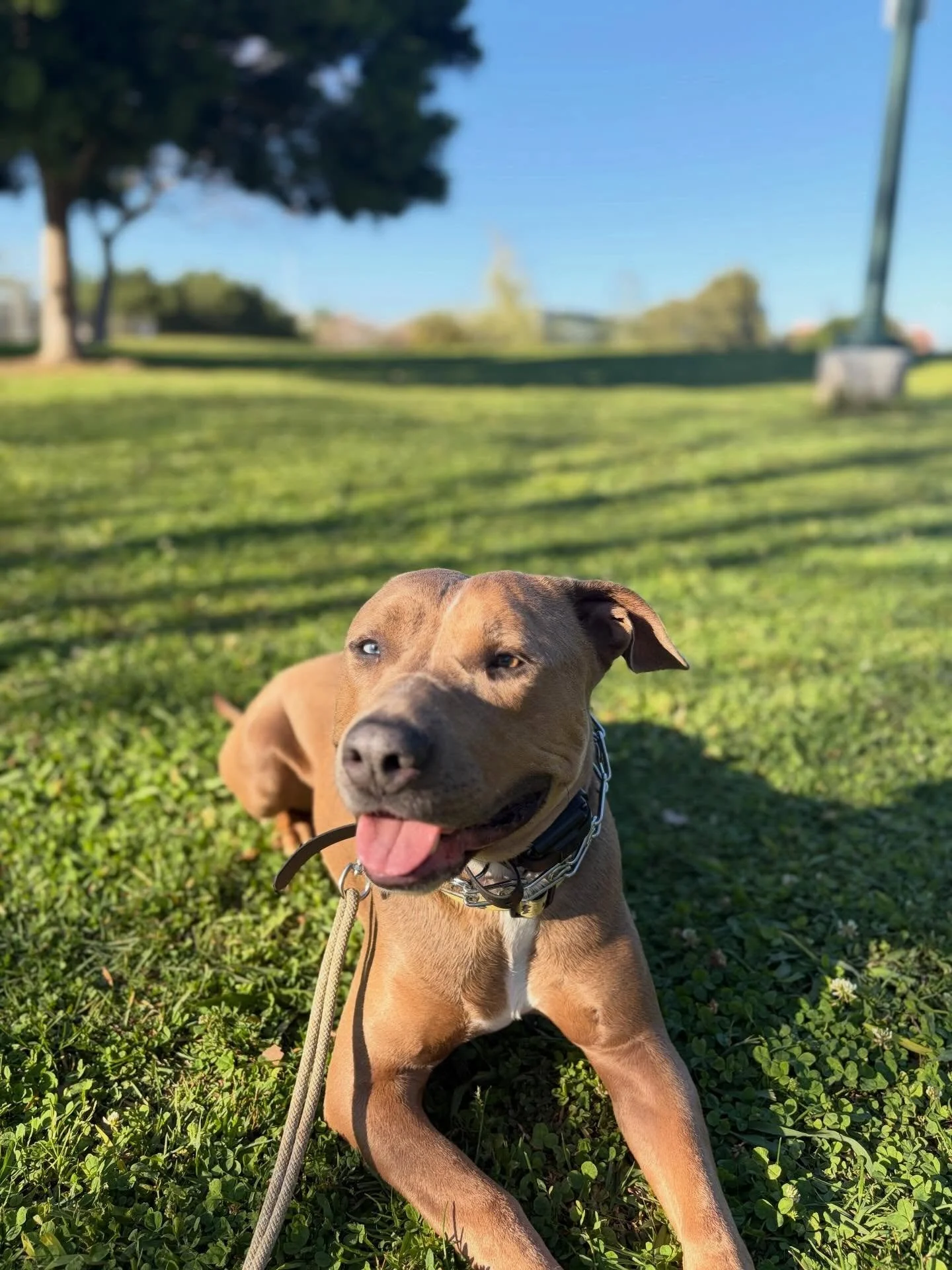 He&rsquo;s trying &amp; that&rsquo;s what&rsquo;s important

Taco is up for adoption! He would do best in a home with another dog, but it&rsquo;s not required! He loves his people (a little too much)

I would love for him to go to someone who will ke