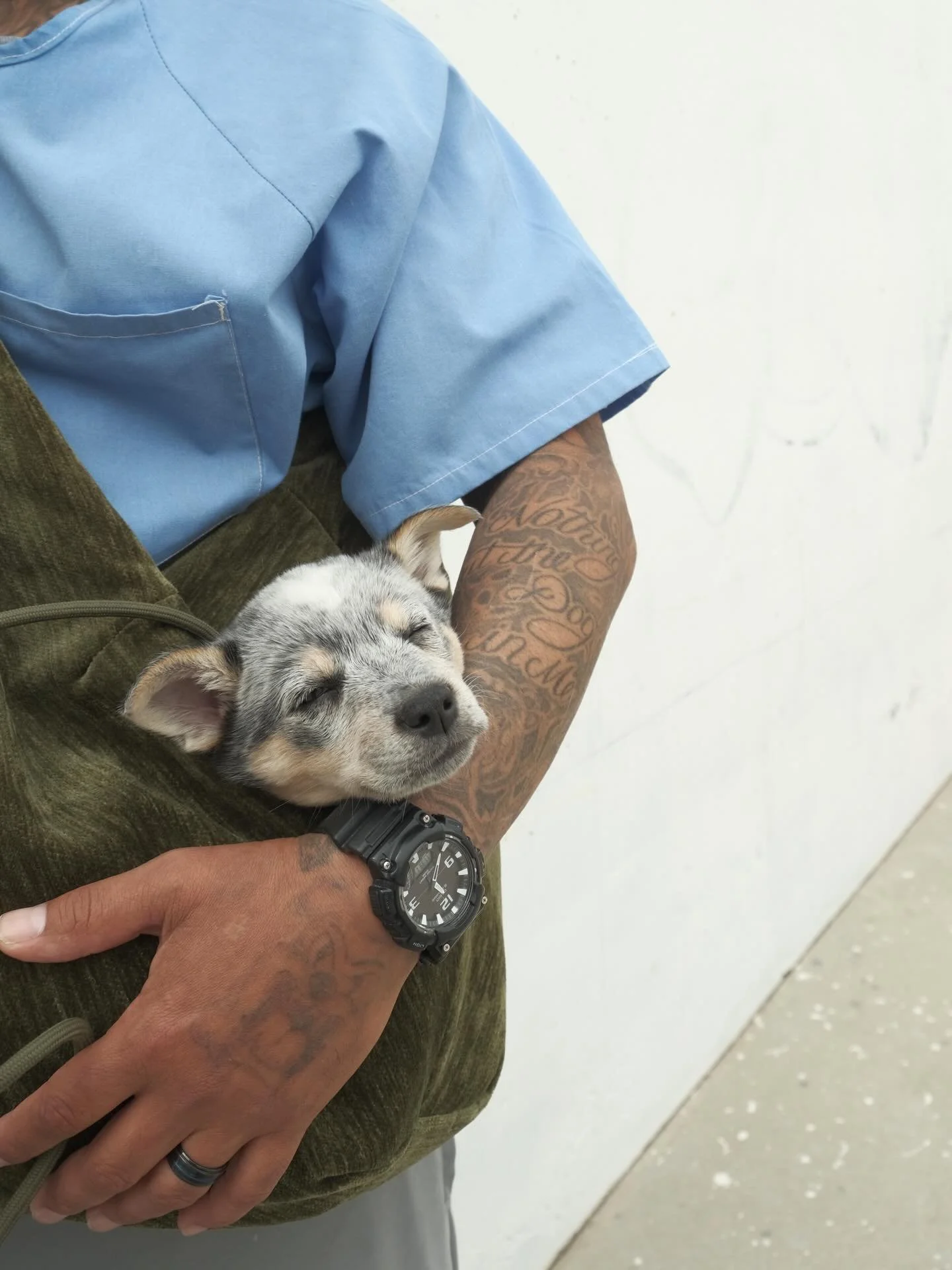 Stevie has entered the yard @pawsitivechangeprogram