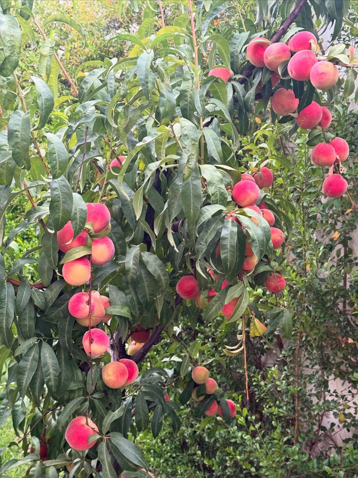 Fresh peaches from our garden in Morocco. #agricultureworldwide #foodie