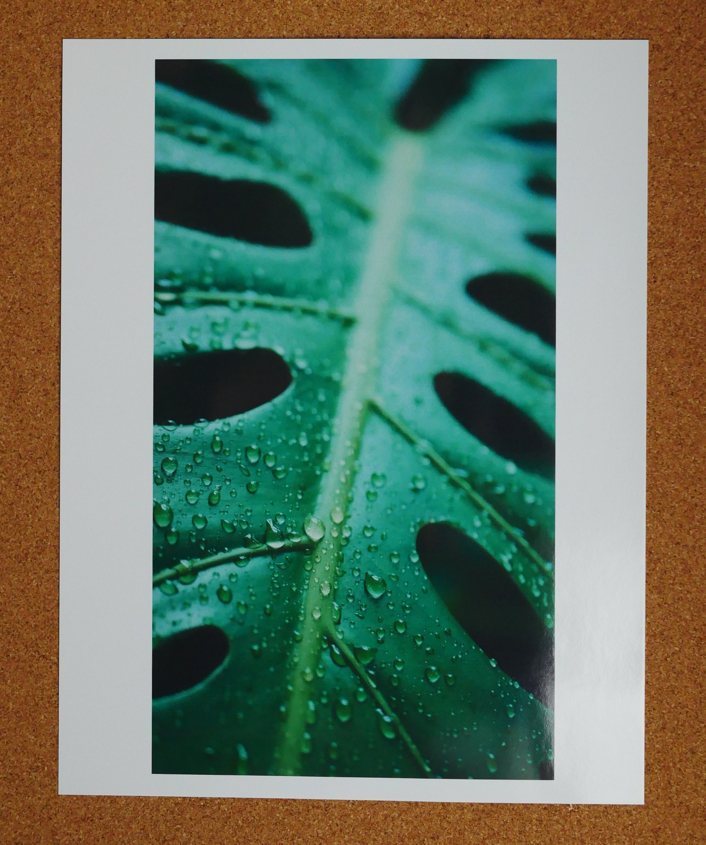 Monstera Deliciosa