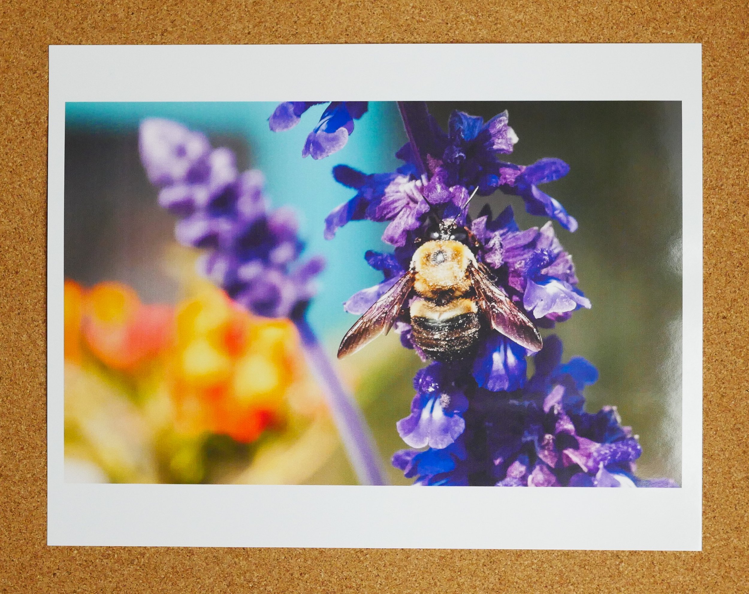 Bombus Terrestris