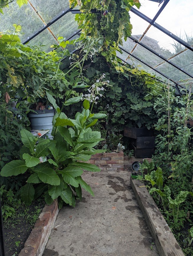 a greenhouse with grape vine fig and lush greenery