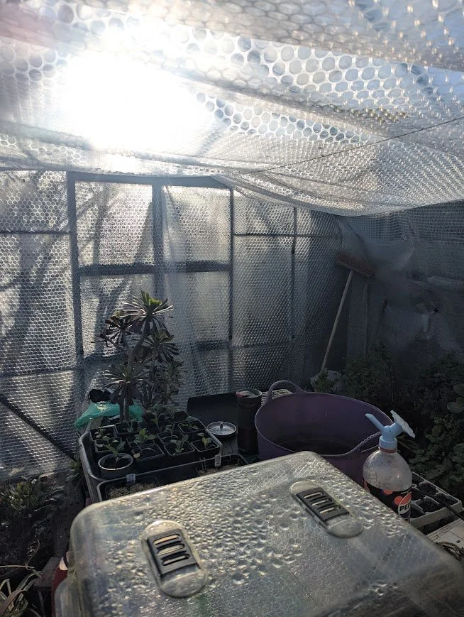 sun shining in to a greenhouse through bubblewrap