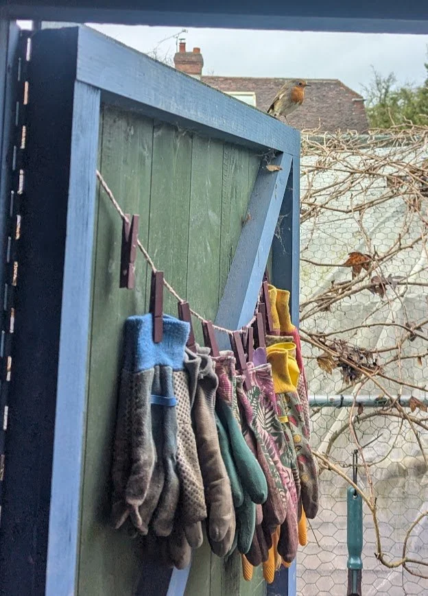 a robin perches on the shed door