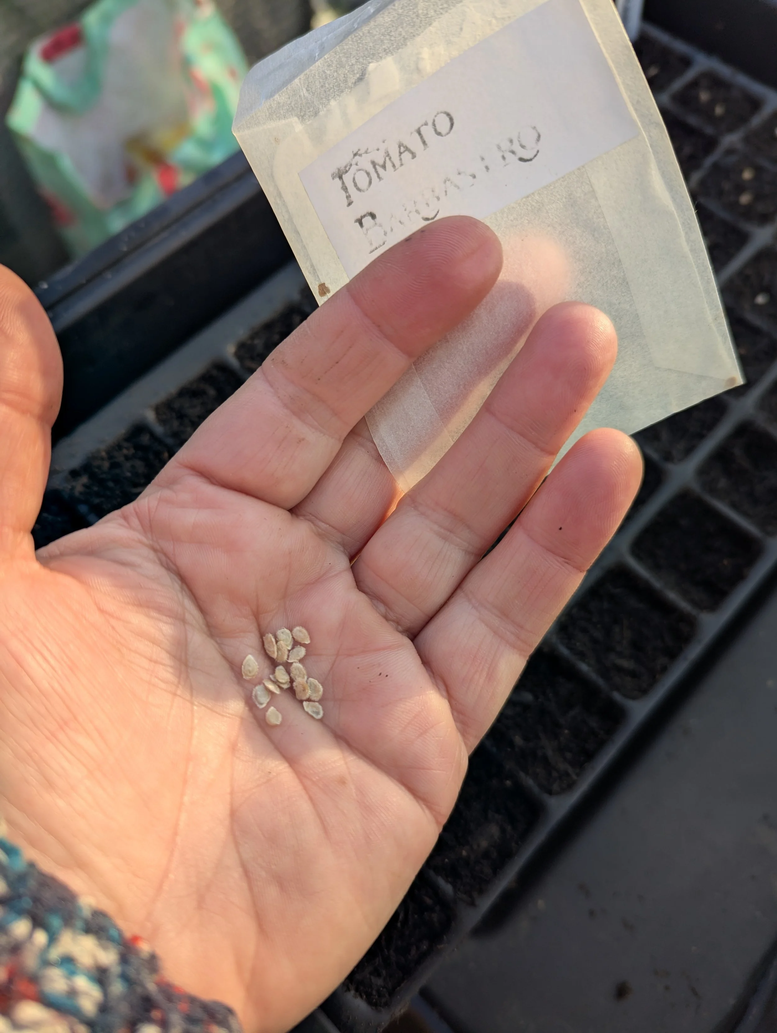 Impressive Ornamental Annuals