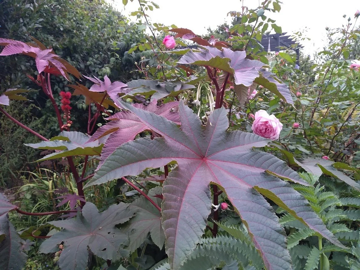 Ricinus impala