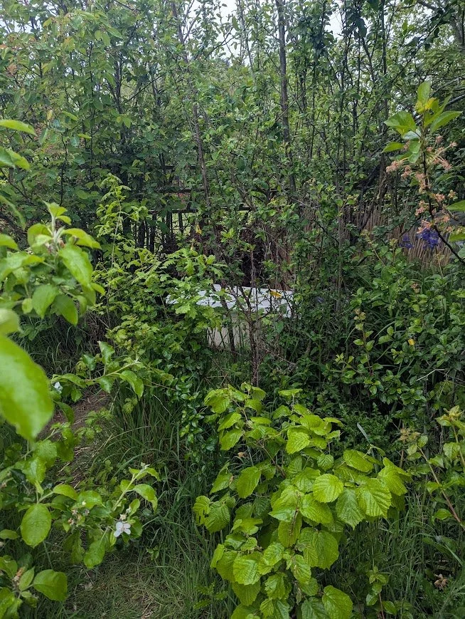 old bath in a garden awaiting an upcycle