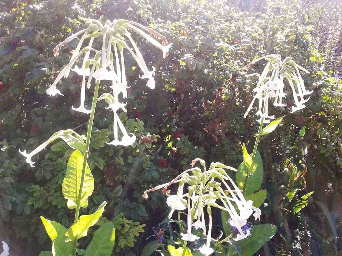 Nicotiana sylvestris in flower