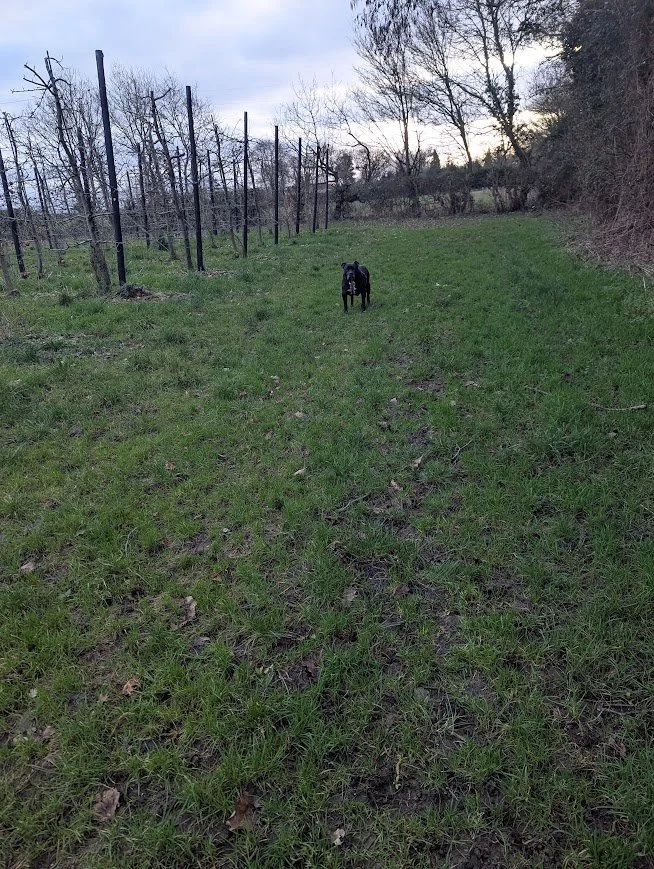 staffie in an orchard