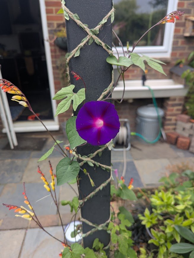 A morning glory and spanish flag flower