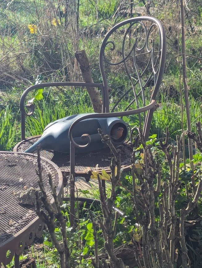 robin nesting in a watering can