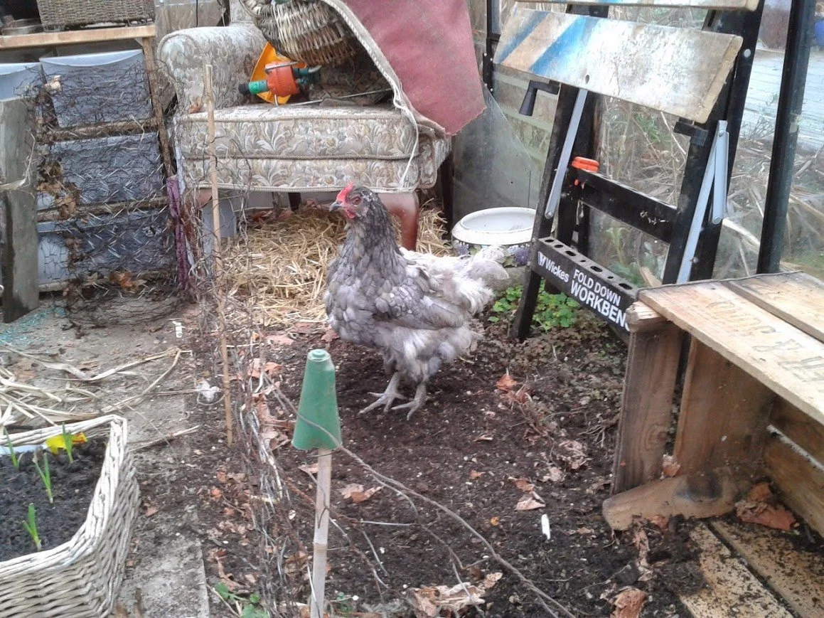 moulting hen keeping warm in a greenhouse