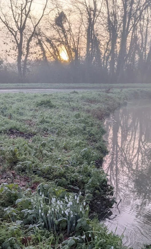 Misty morning snowdrops by water