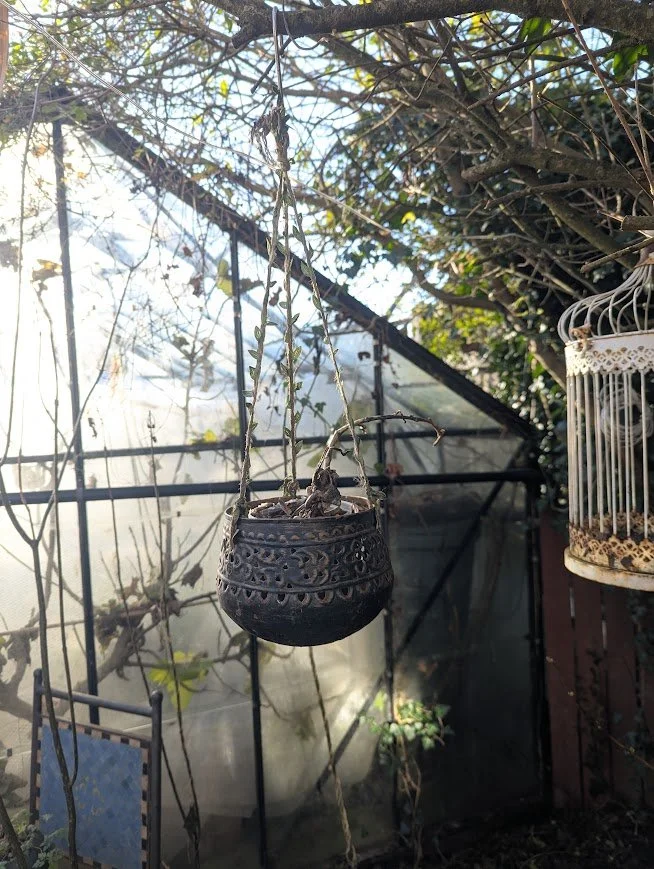 a hanging planter with a dead orchid in it