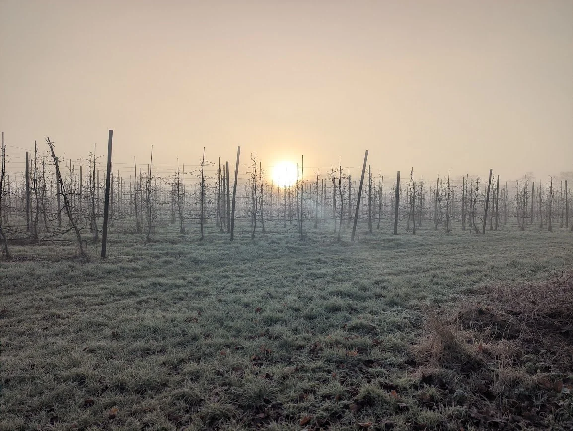 Winter sunrise over a misty orchard