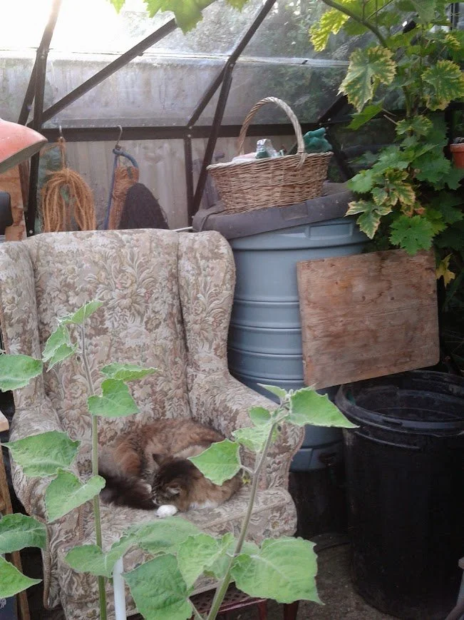 a cat sleeping in a chair in the greenhouse