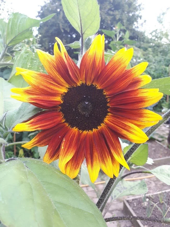A beautiful sunflower