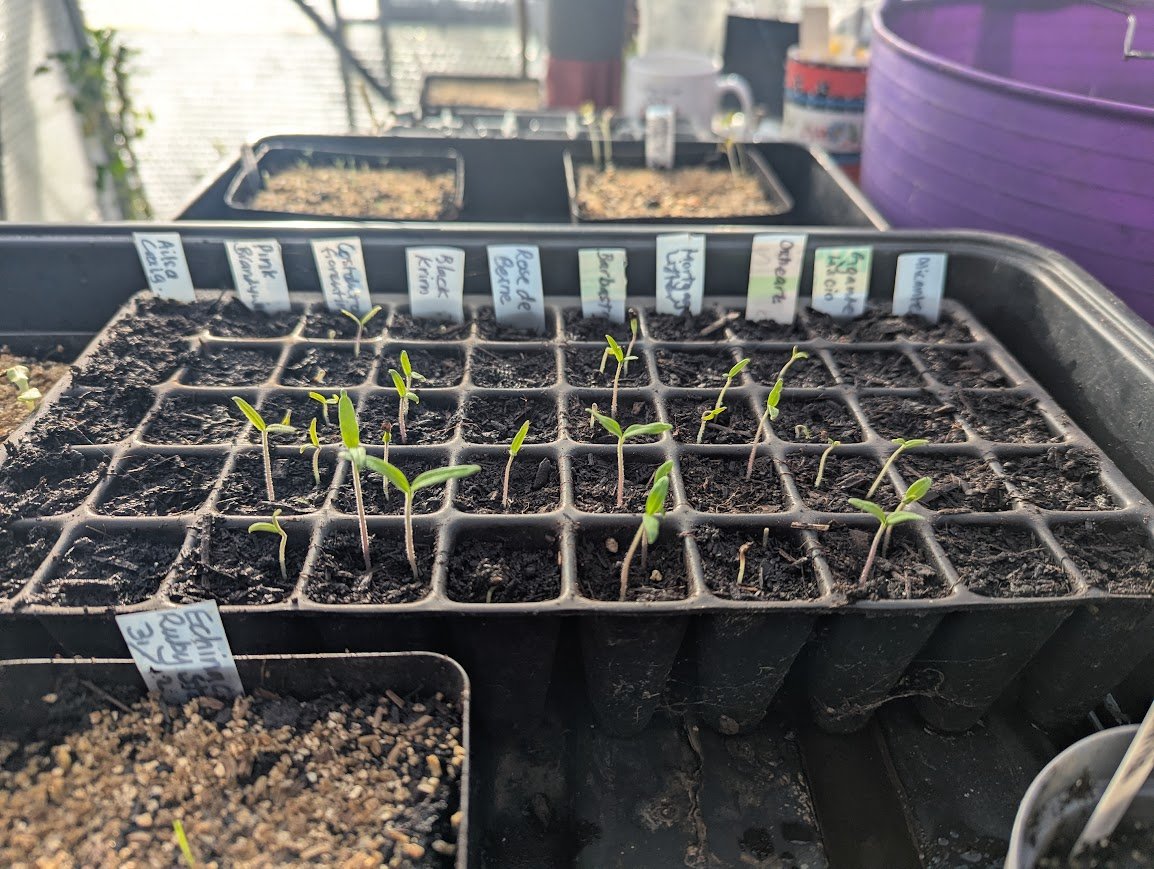 a tray of tomato seedlings