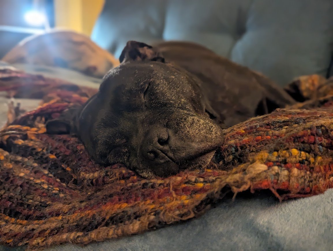 Old Staffie asleep on a blanket