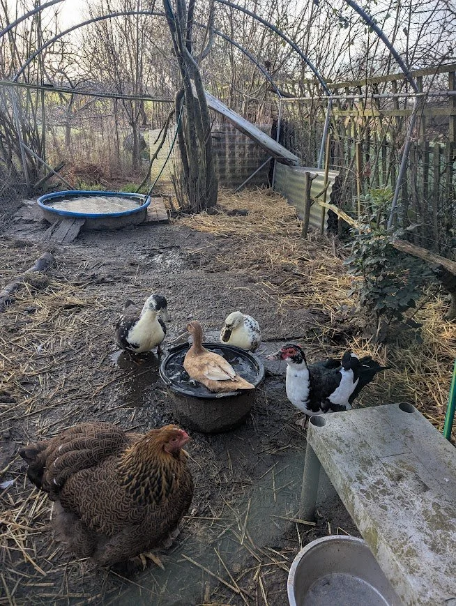 Ducks and chickens