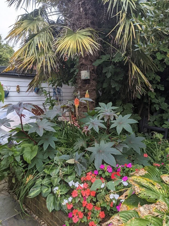 A shady tropical looking border with Ricinus communis and Busy Lizzies