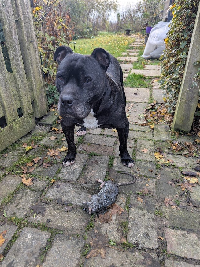 Staffie Charlie likes catching rats