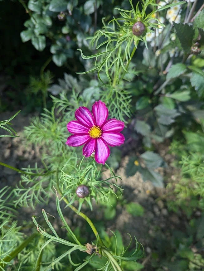Cosmos bipinnatus 'Picotee'