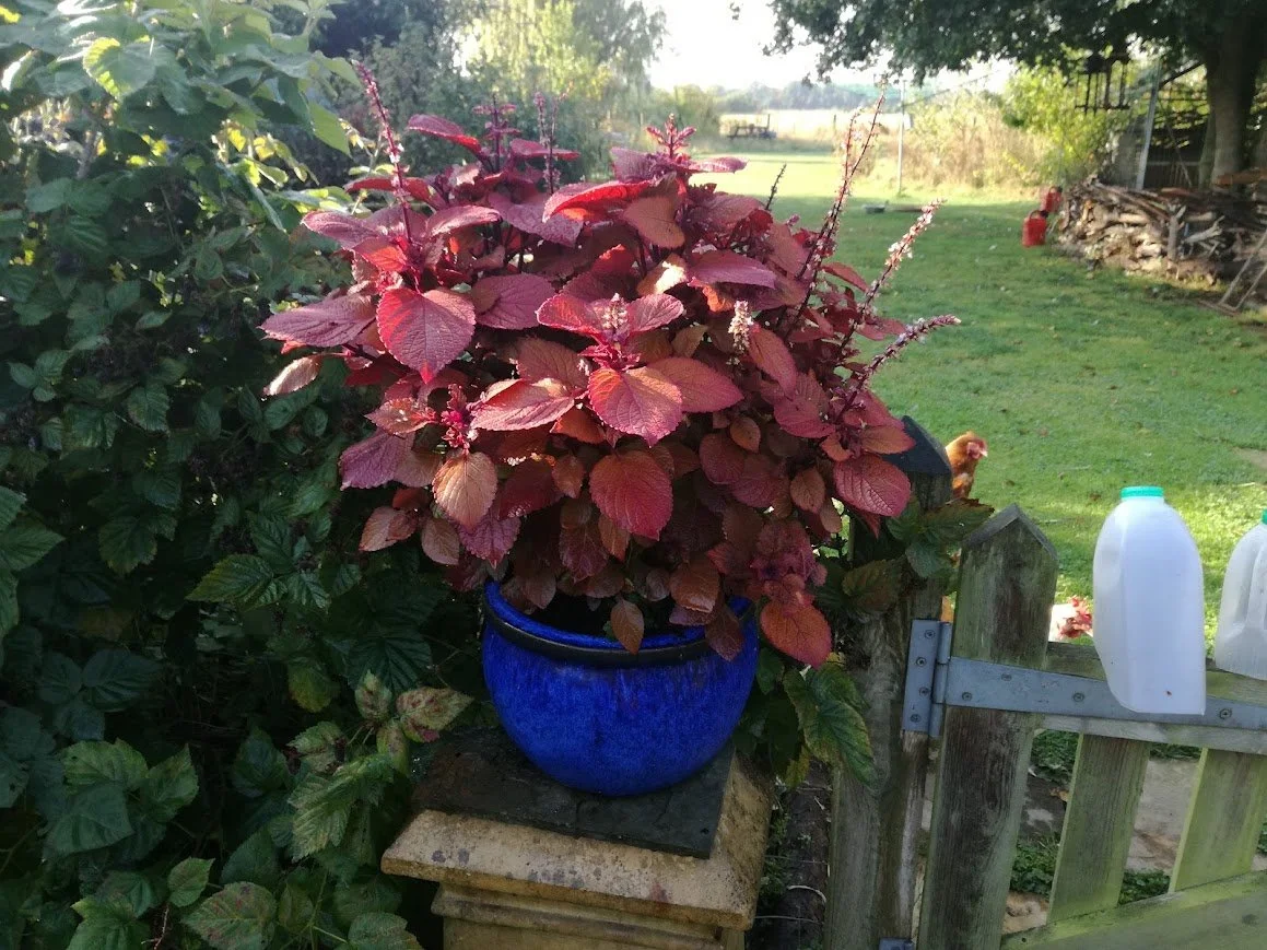 A large red coleus in a blue glazed pot