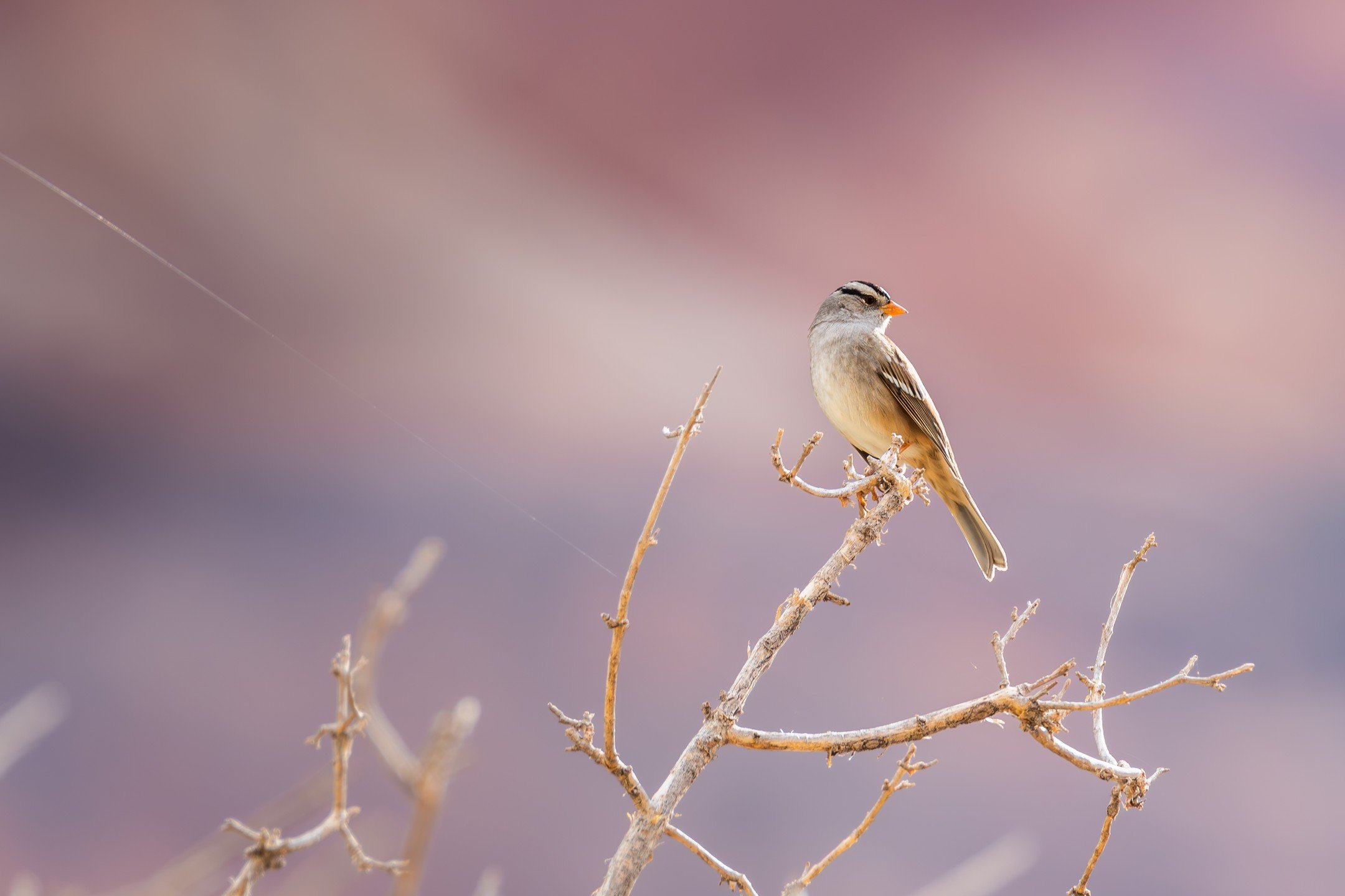 White Crowned Sparrow against the beautiful pink walls of #zionnationalpark.

I love the lines in this photo all moving in the same direction, including the stark pink ridges behind this beauty. Stunning backdrops like this is one of the primary reas