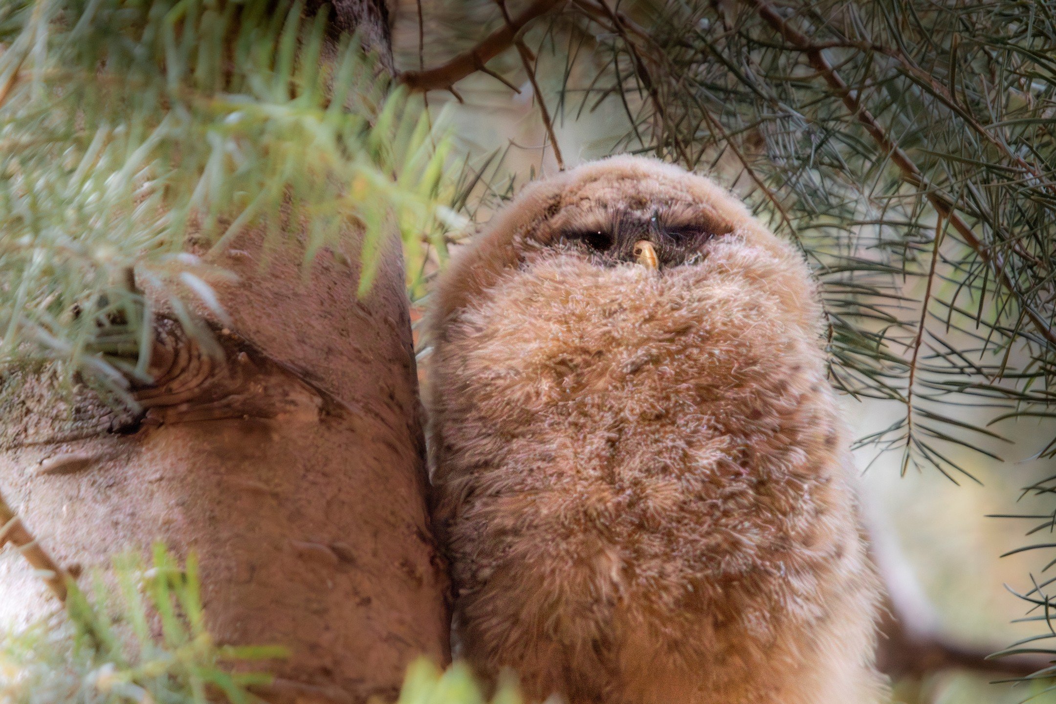 Cold weather is here in #Zion National Park and Im not nearly equipped for it; unlike this beautiful Spotted Owl baby who's soaking up the meager mid-morning sun that reaches into Refrigerator canyon. 

Shot handheld in beautiful #Zionnationalpark on