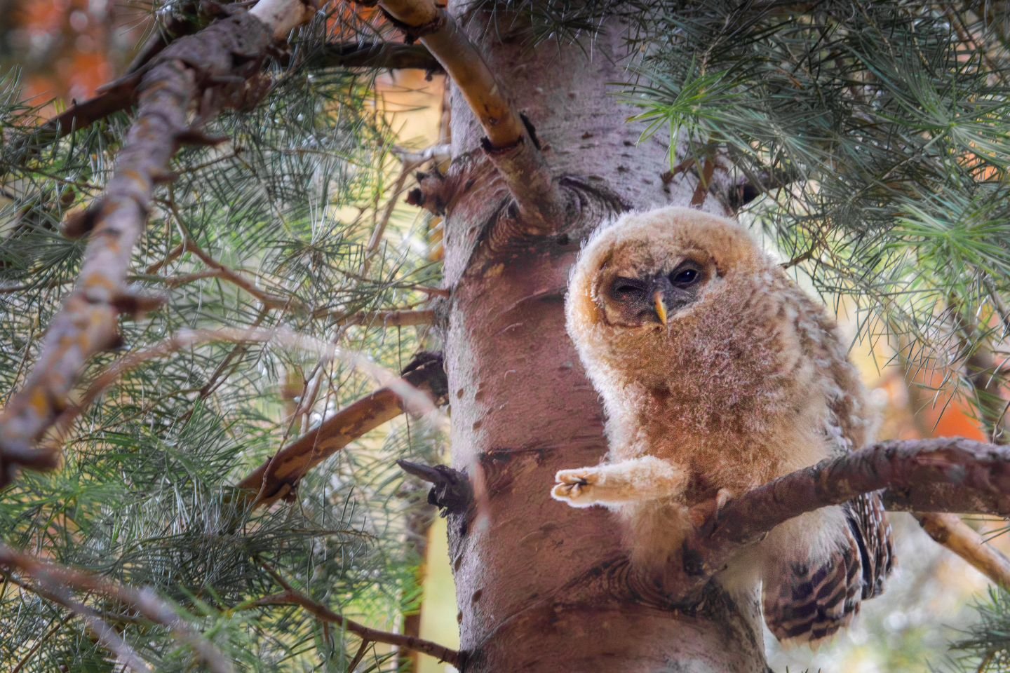 Juvenile spotted owl begging for change deep in refrigerator canyon 

#zionnationalpark #nature #owl #naturephotography #wildlife #utah #birding