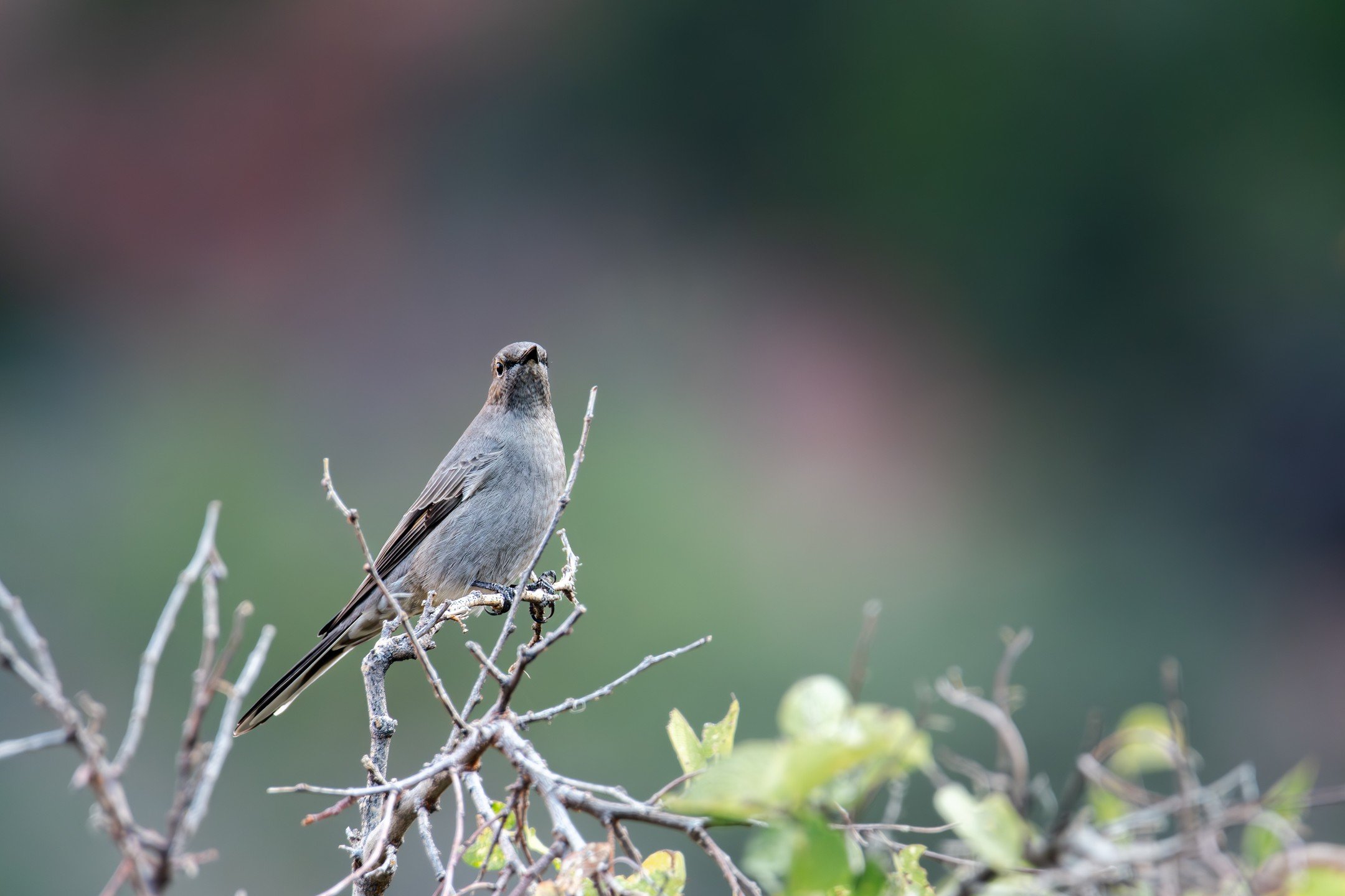 As winter settles into #zionnationalpark, some of our mountain-dwelling friends like the Townsend's Solitaire are migrating to lower elevations for a taste of those late-blooming juniper berries. This sleek black-and-white thrush has a beautiful call