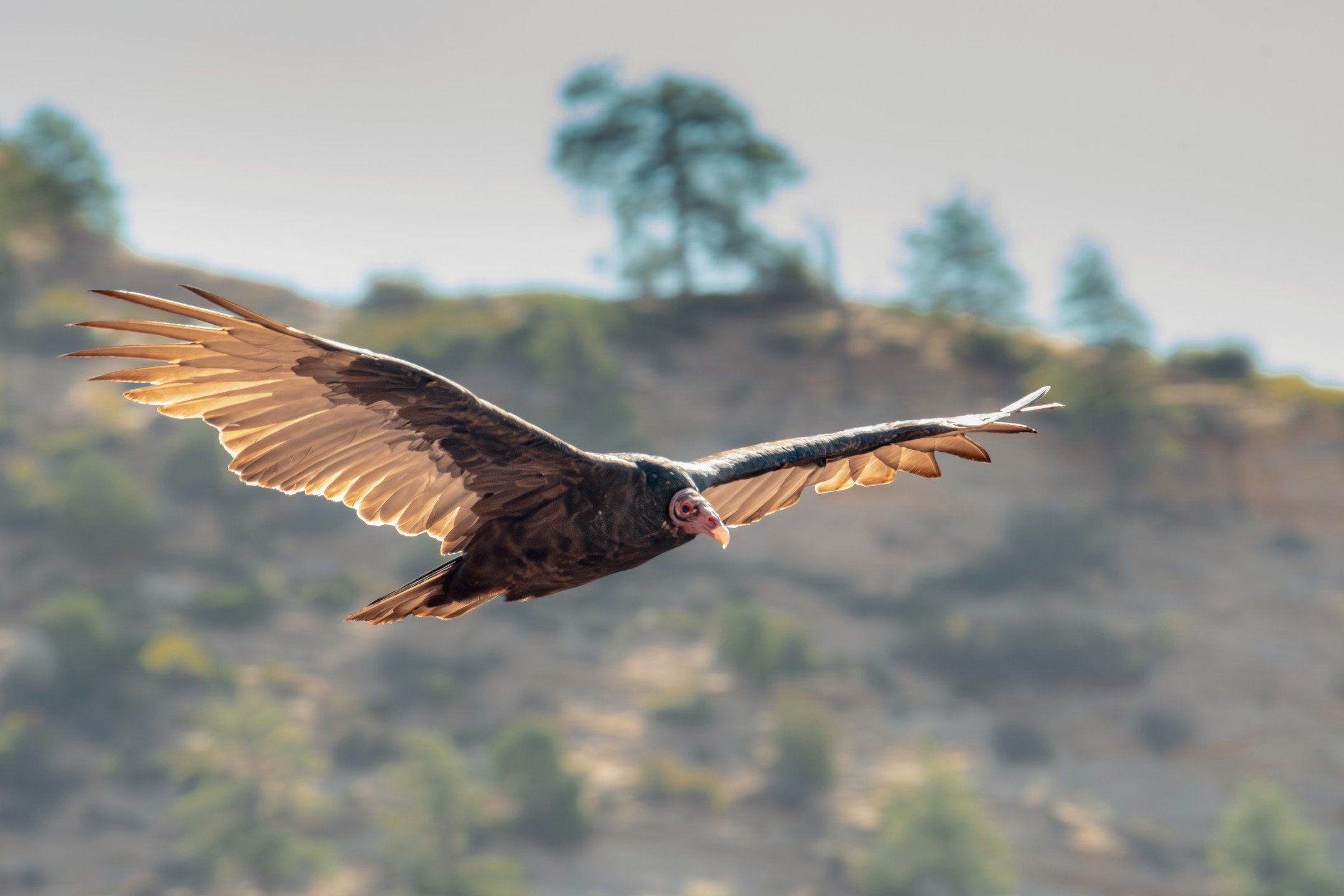 Happy Thanksgiving everyone! On Today's menu is a beautiful slice of life featuring a summer shot of Zion's Turkey Vulture soaring above Angel's Landing between sunning itself. This was shot on the first day with my now deceased Nikon D500 and I'm ex