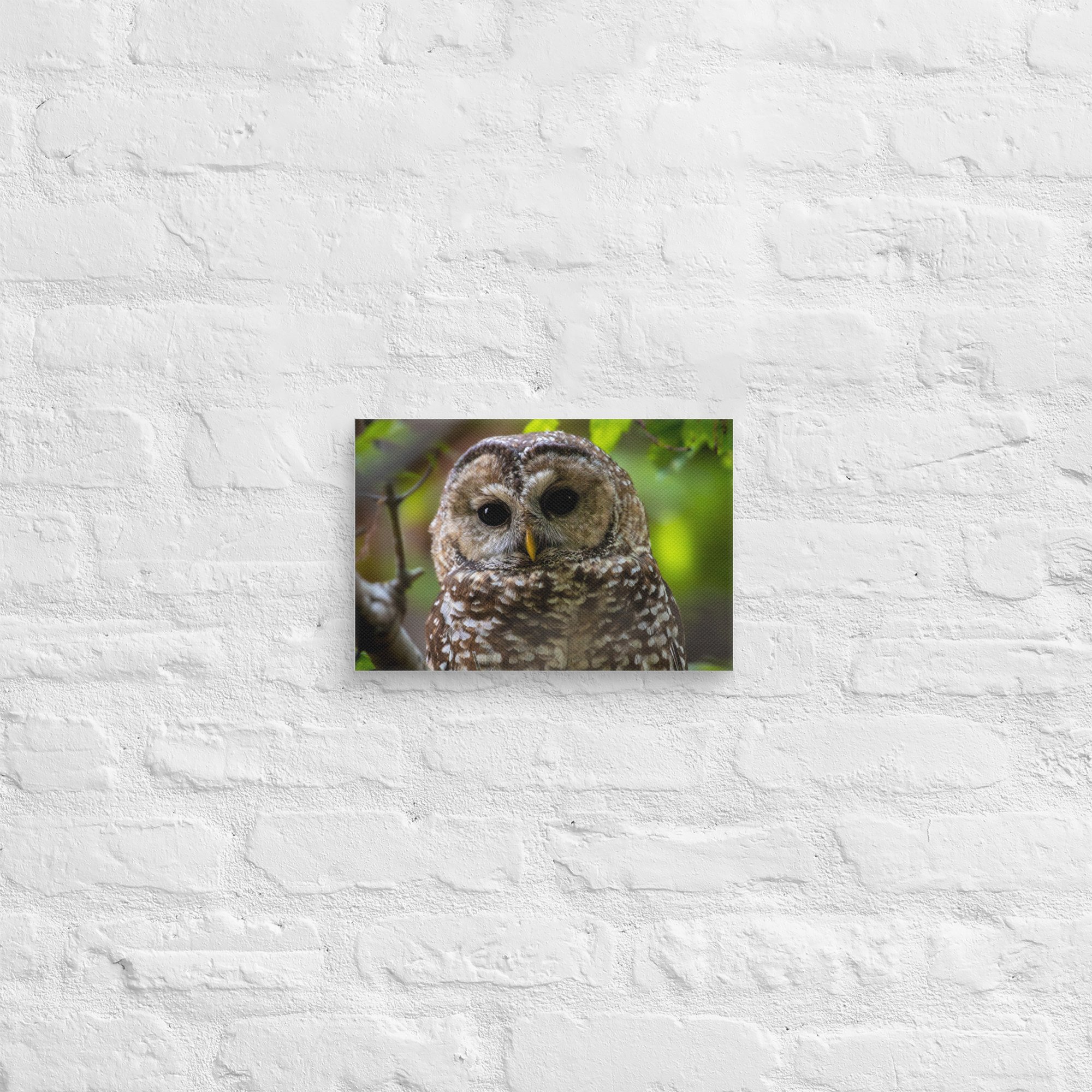 canvas-(in)-8x12-front-674bfca46be8f.jpg