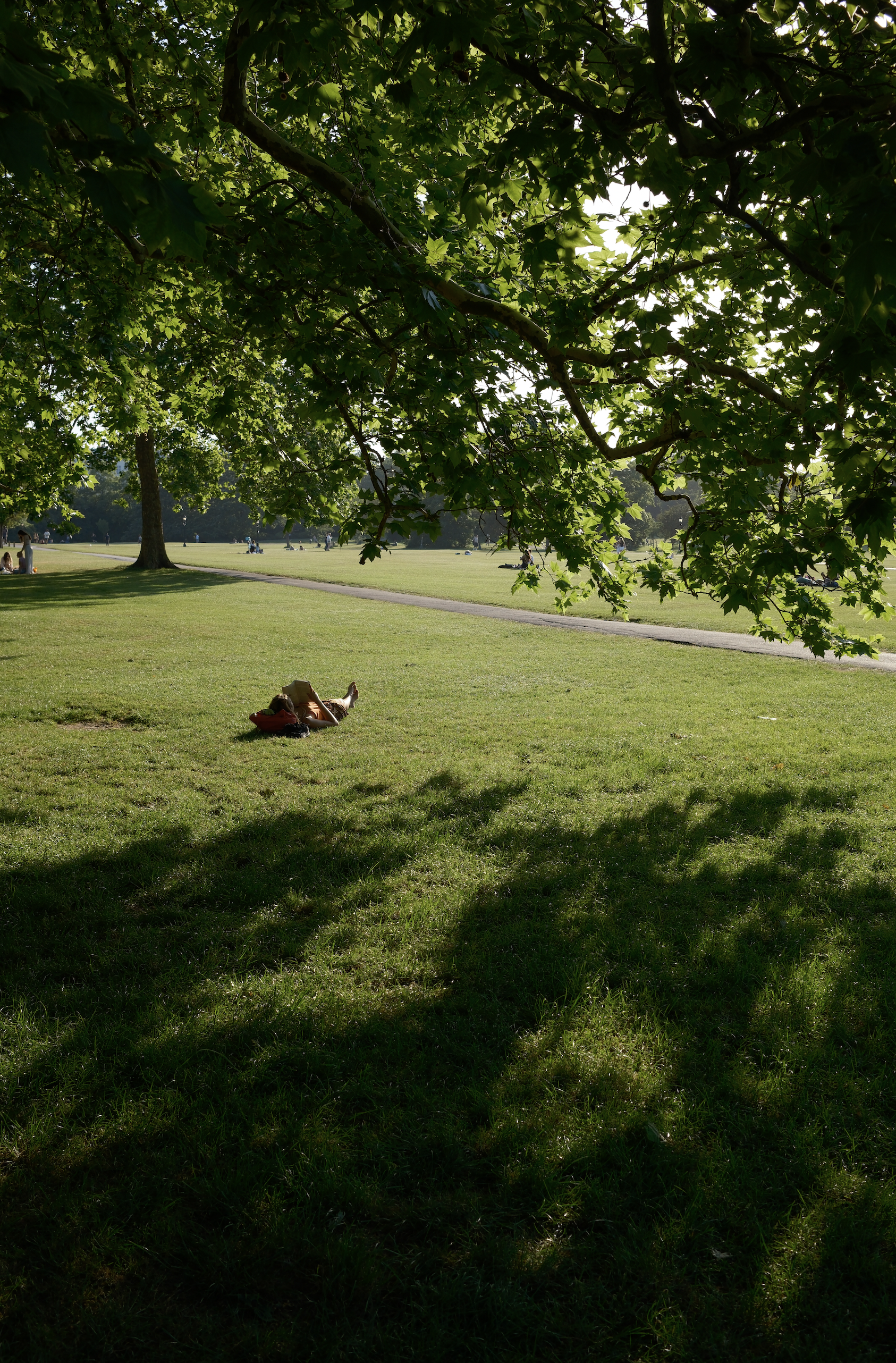 A park with a large tree in the foreground, providing shade over the green grass and a few people relaxing and walking in the distance on a sunny day.