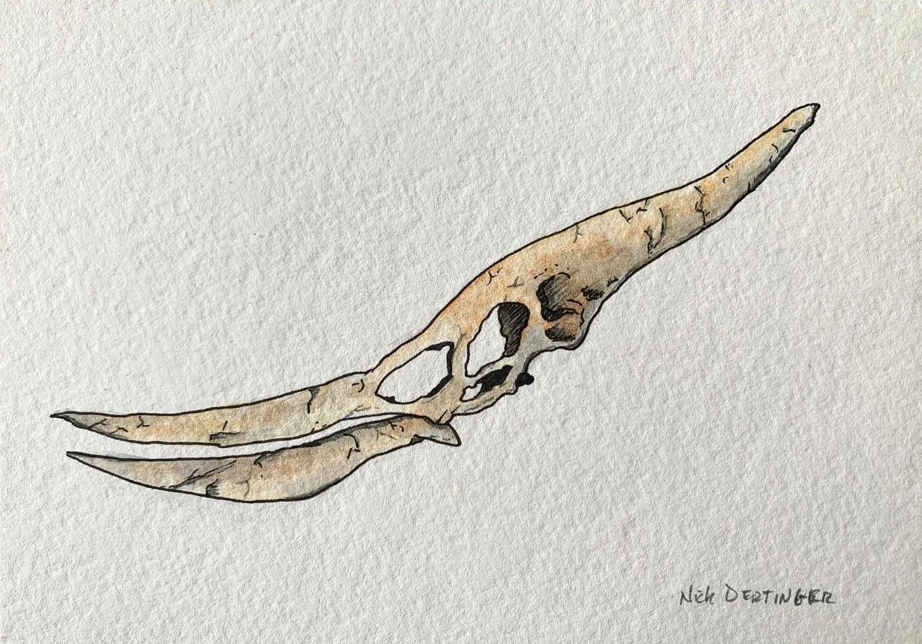 Pteranodon | Traditional Ink & Watercolor 