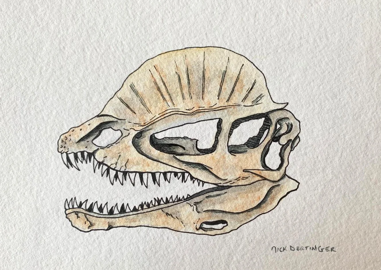 Dilophosaurus | Traditional Ink & Watercolor 