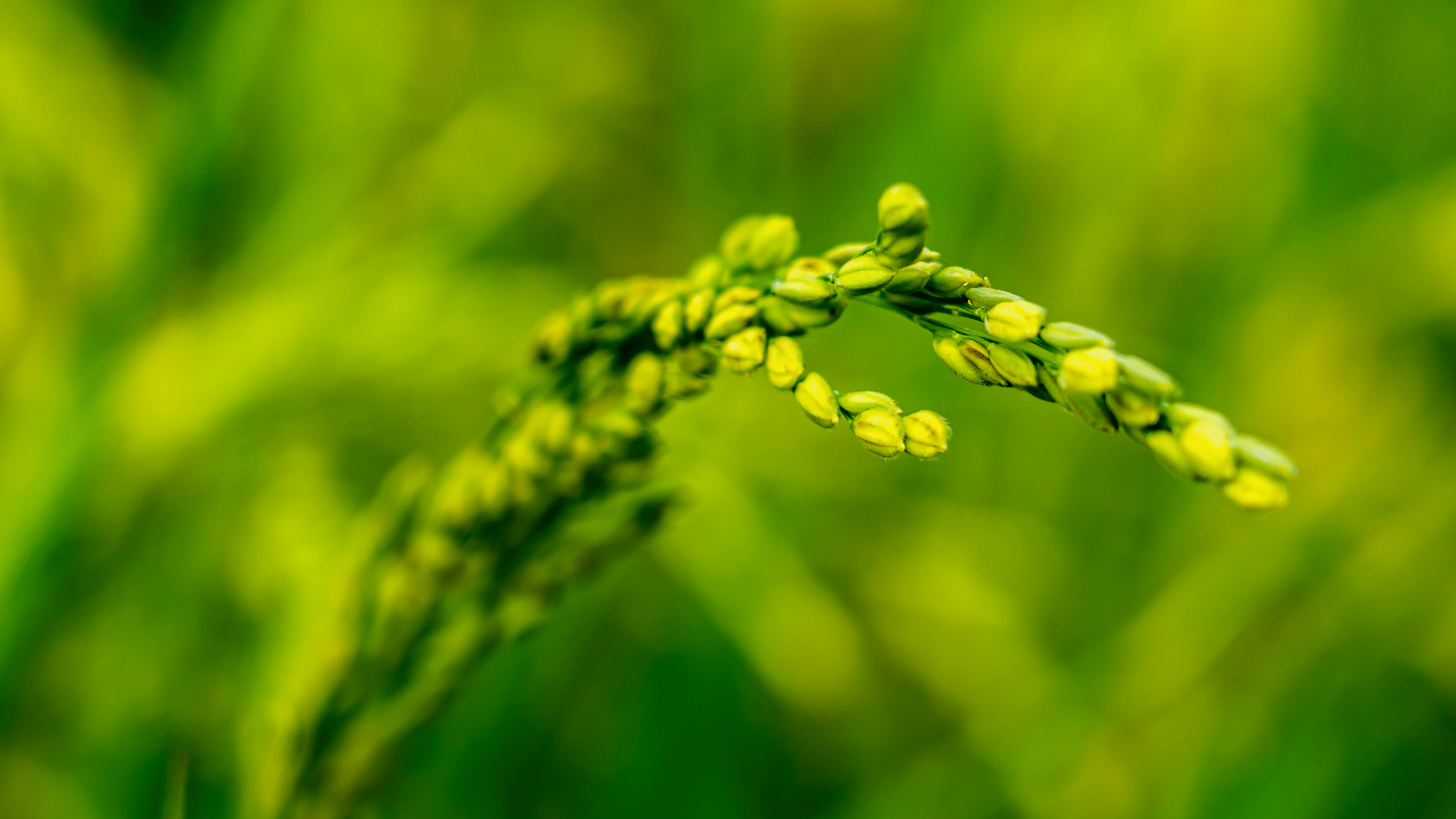 "Agriculture accounts for over 7,430 eligible businesses, the largest single category. Incentives include personal income tax exemptions for qualifying agricultural entrepreneurs and access to federal programs and grants."