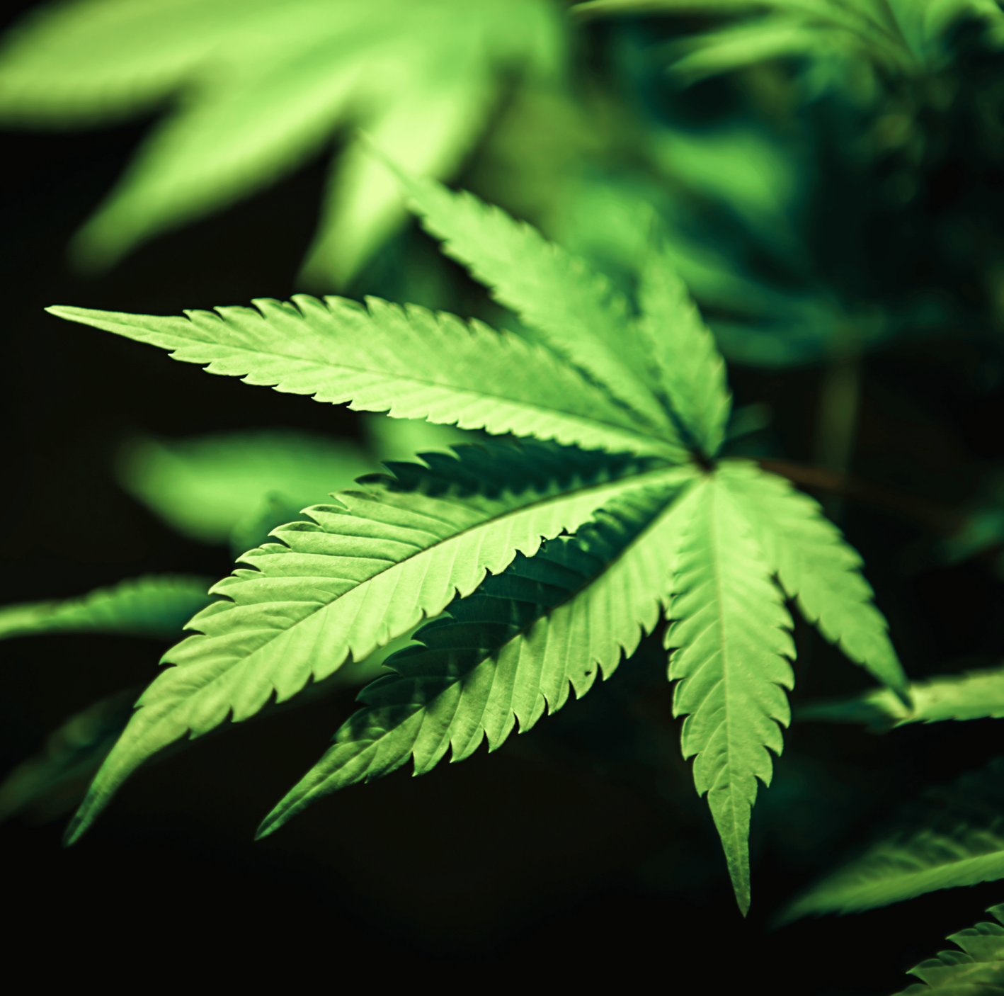 Cannabis and the Institutional Question: Why Allocators May Need to Reconsider the Sector