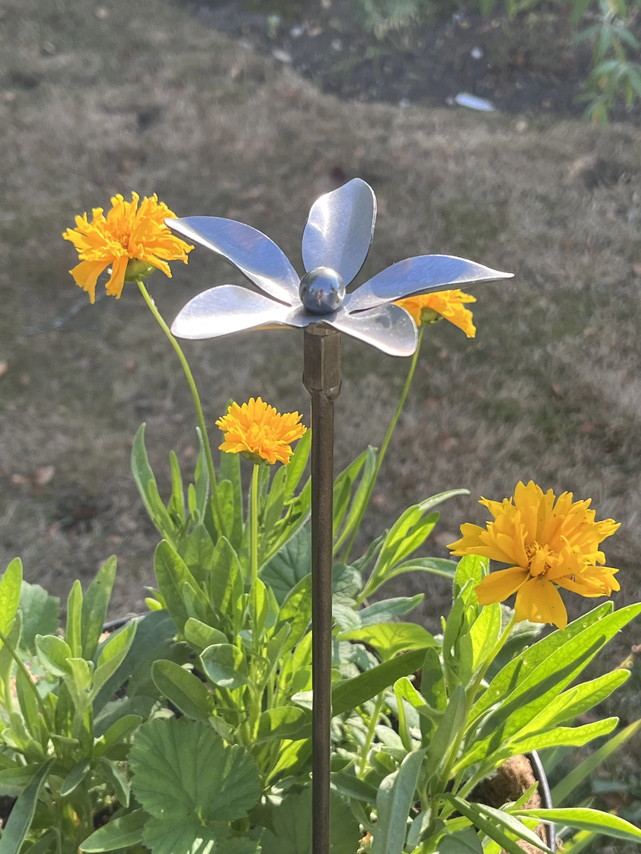 IMG_6003.jpeg