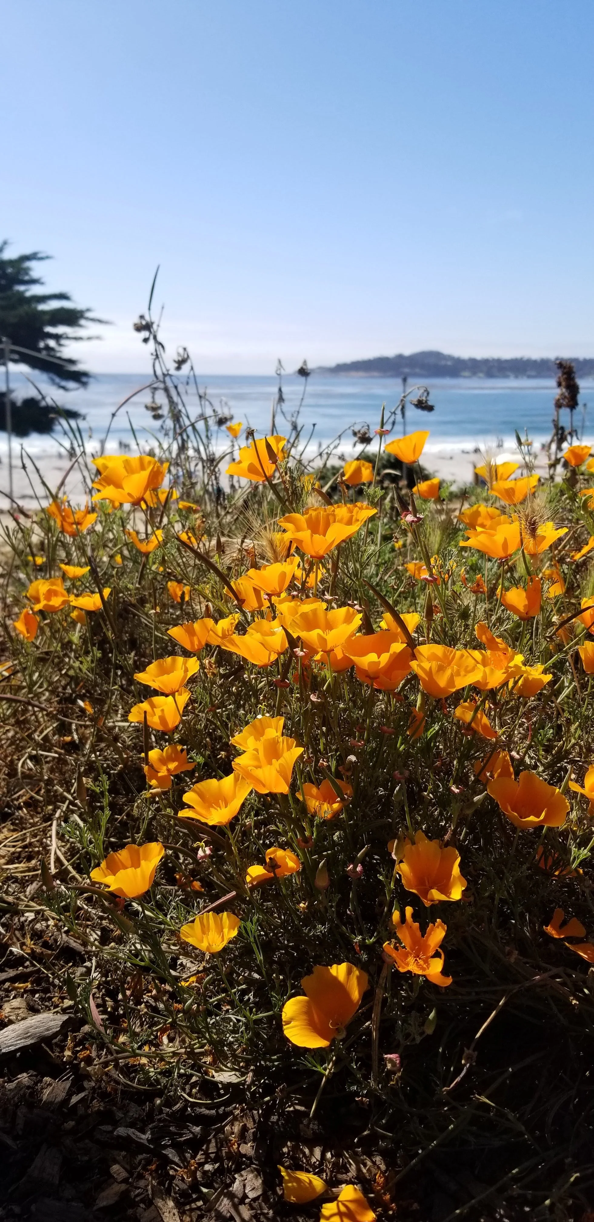 Wildflower: Open and adaptable