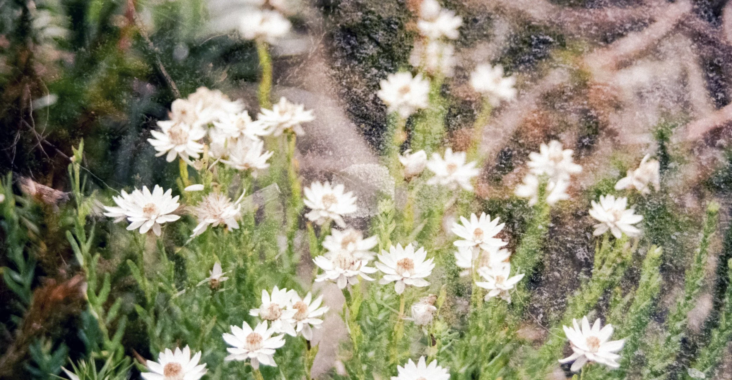 Small white texture flowers with green leaves.