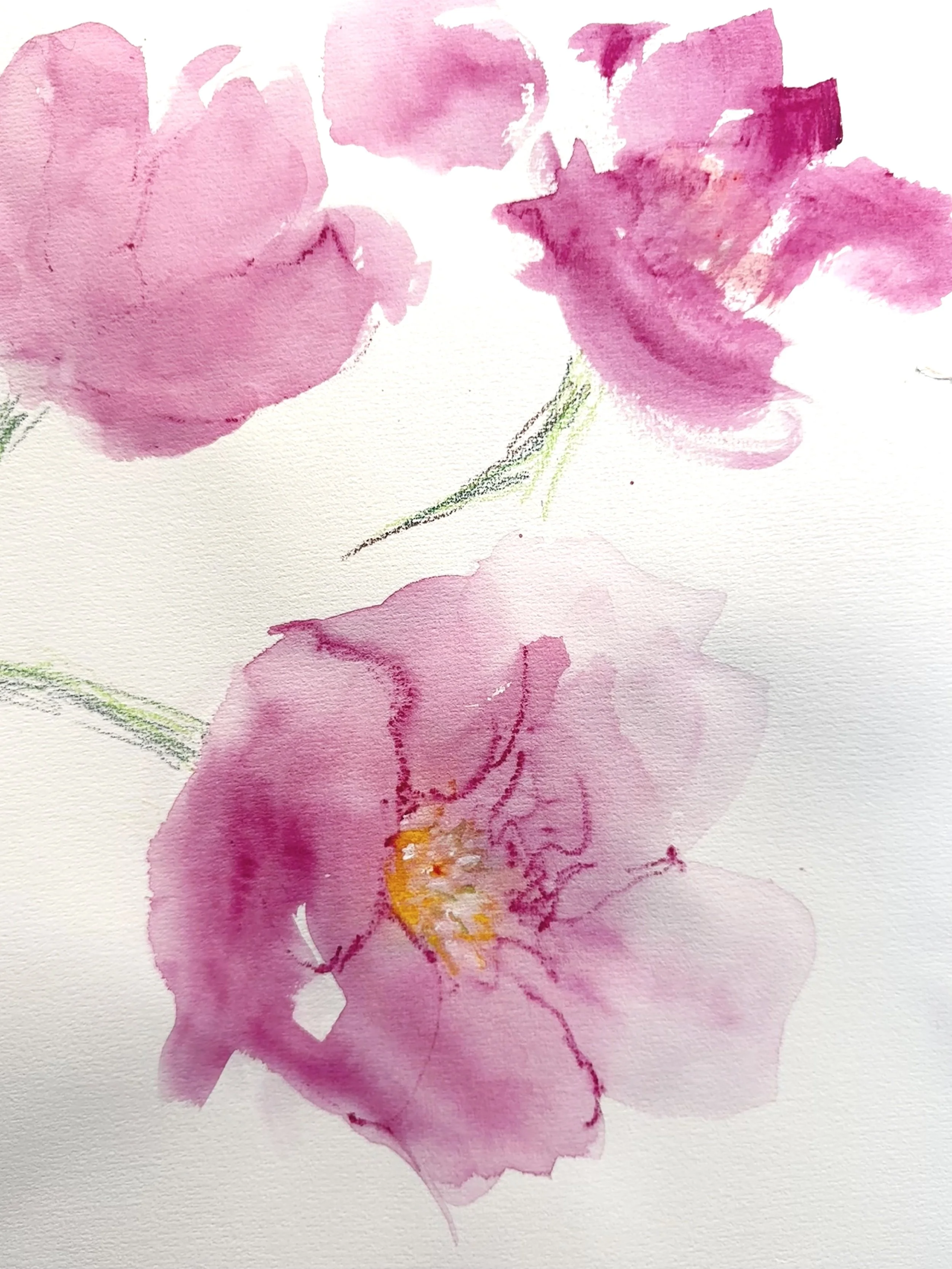 Simple Peonies #2 - Aquarelle Pencil study on 200gsm art paper