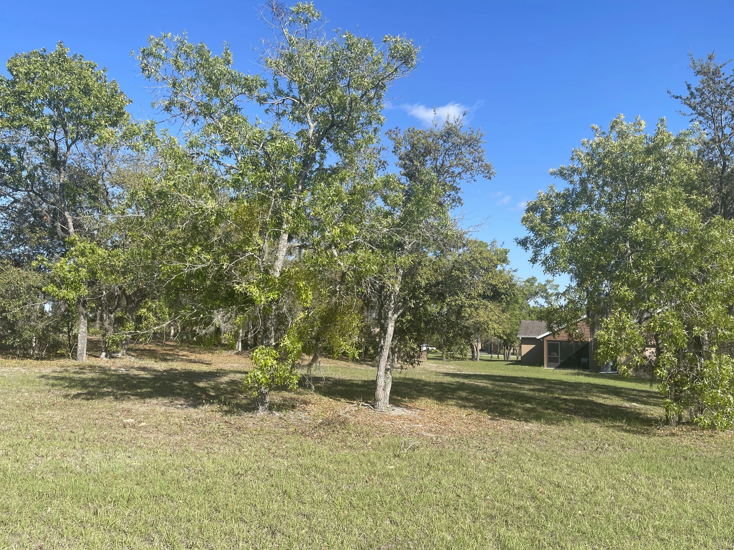 A grassy yard with several large green trees and a house in the background under a blue sky with a few clouds.