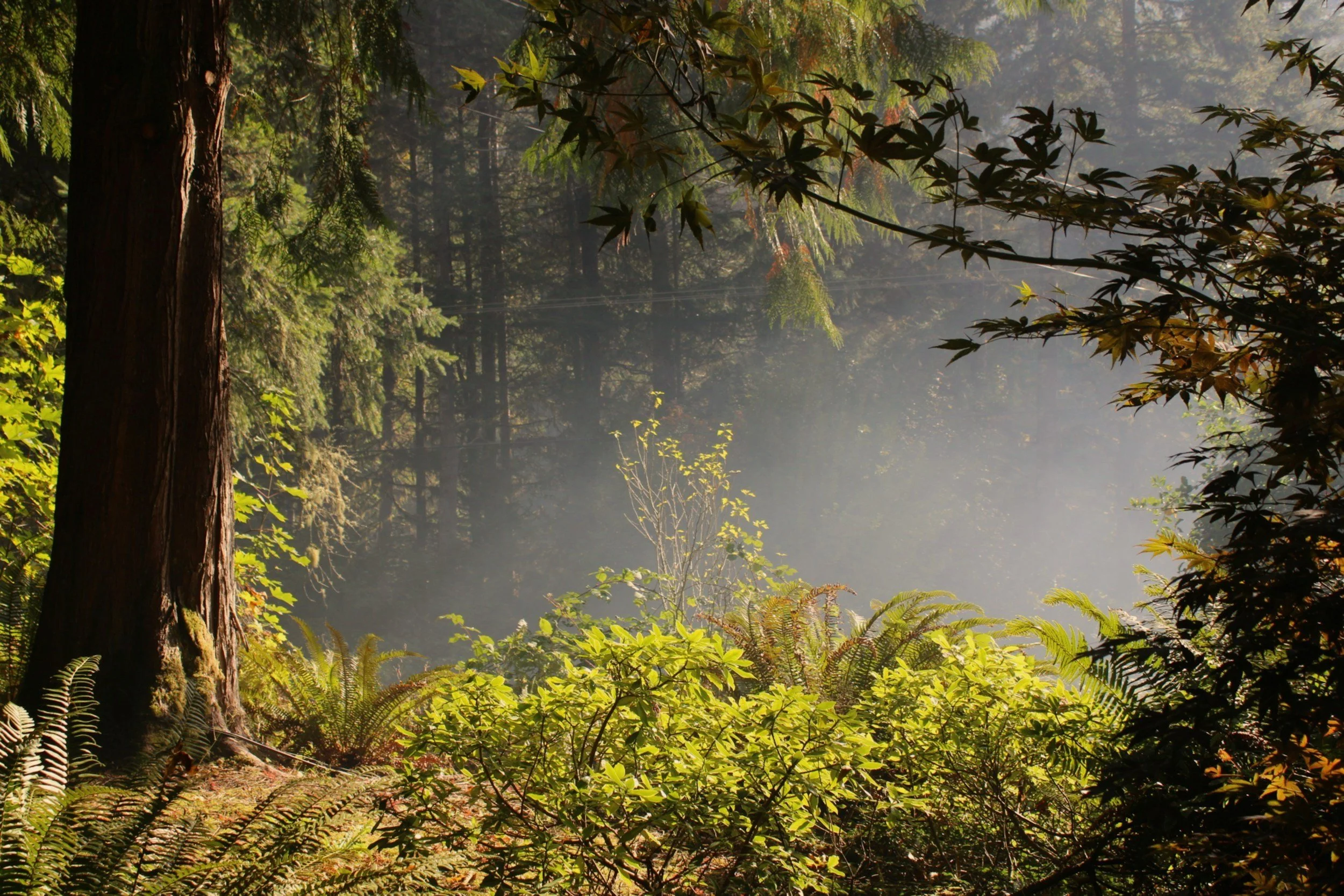 An Opening (A Prose)