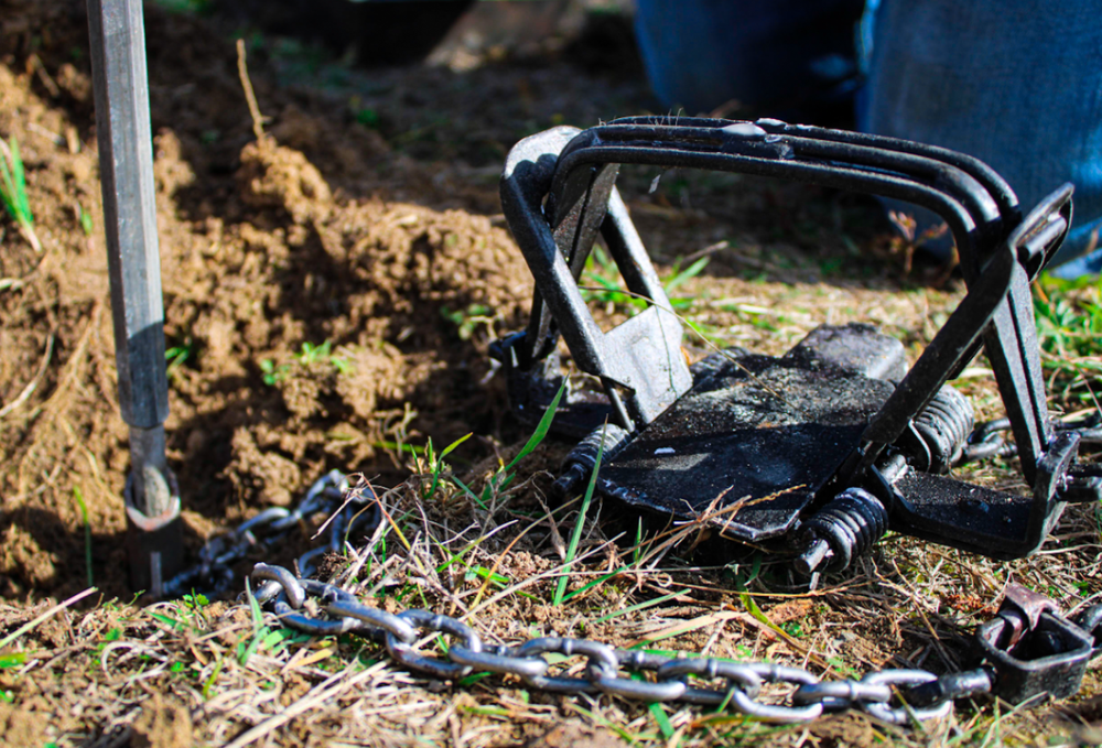 Step by Step Guide for Trap Preparation — TRAPLINE TIPS
